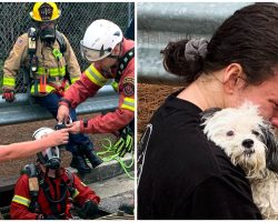 Firefighters rescue truck driver’s dog from storm drain, reunite her with owner