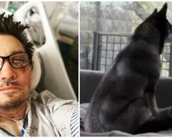 Jeremy Renner shares photo of loyal ‘protector’ dog by his side after accident