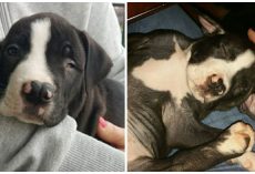 Dog abandoned because of his ‘imperfections,’ but finds a family who loves him the way he is