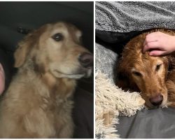 ‘Best day of my life’: woman reunites with golden retriever who was lost during car crash