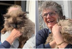 Miracle: Cat rescued from rubble 7 days after surviving house explosion