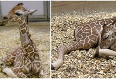 Zoo celebrates birth of endangered reticulated giraffe — welcome to the world