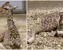 Zoo celebrates birth of endangered reticulated giraffe — welcome to the world