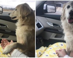 Grateful dog holds his foster mom’s during ‘freedom ride’ away from shelter