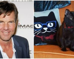 Shelter cat named ‘Dennis Quaid’ gets adopted by the real Dennis Quaid
