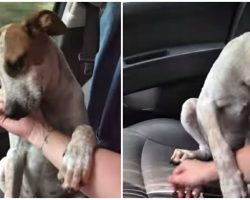 Woman rescues starving, tied-up dog, and he shows his gratitude the whole ride home