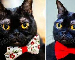Meet Cornelius, the black cat who’s become an internet star thanks to his unusual white eyebrows