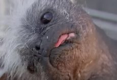 Rescued Chihuahua mix Mr. Happy Face wins annual ‘World’s Ugliest Dog’ contest