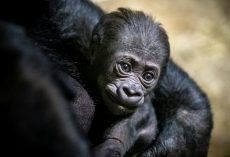 Zoo celebrates birth of critically endangered western lowland gorilla