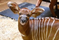Zoo celebrates birth of newborn eastern bongo, a critically endangered species