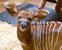 Zoo celebrates birth of newborn eastern bongo, a critically endangered species