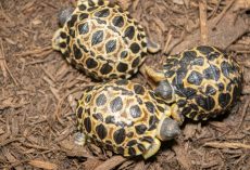90-year-old, critically endangered tortoise becomes a father for the first time