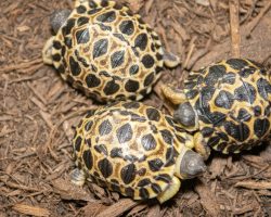 90-year-old, critically endangered tortoise becomes a father for the first time