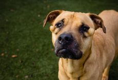 Shelter dog was always passed over for being ‘ugly’ — now she finally has a home
