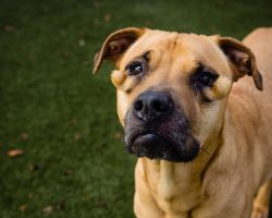 Shelter dog was always passed over for being ‘ugly’ — now she finally has a home