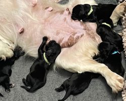 Police officers save the lives of 6 puppies tied up in bag: ‘Right place, right time’