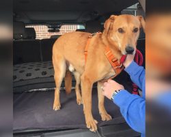 Shelter’s longest resident dog finally gets adopted after 633 days