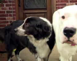 Dog saves her neighbor and best friend from coyote attack