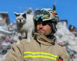 Firefighter rescues cat from earthquake rubble in Turkey, now he won’t leave his side