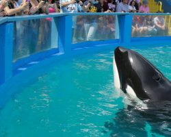 Lolita the orca will finally return to home waters after 53 years in captivity