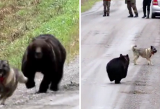 Owners Watch As Their Dog Returns From The Woods With A Bear Friend