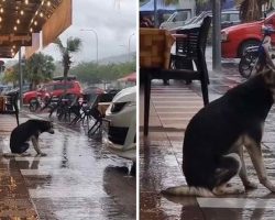 Video Of Heartbroken Dog Sitting In The Rain Helps Her Reunite With Family After 8 Months