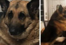 150-Pound German Shepherd Loses 50 Pounds