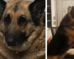 150-Pound German Shepherd Loses 50 Pounds