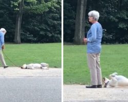 Uncooperative Dog Spotted Not Wanting To Go Home From The Park Just Yet