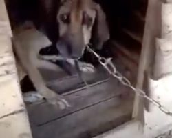 Dog Who Spent 19 Years On Chain Experiences Freedom For First Time