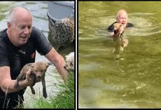 Man Jumps Into Canal To Save Fox Cub From Drowning