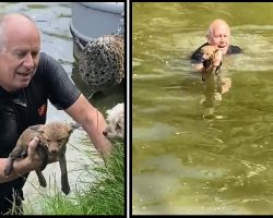 Man Jumps Into Canal To Save Fox Cub From Drowning
