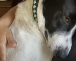 Grieving Dog Falls Into Depression Until His Mom Introduces Him To His New Brother