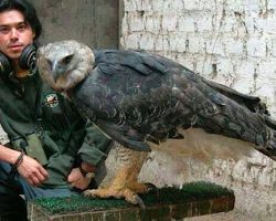 Harpy Eagle Has Claws More Powerful Than A Rottweiler’s Jaws
