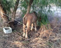 Police find abandoned pony tied to a tree, take a closer look and understand why it refuses to turn around
