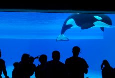 Kiska, ‘world’s loneliest orca’ who lived in captivity, has died — rest in peace