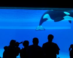 Kiska, ‘world’s loneliest orca’ who lived in captivity, has died — rest in peace