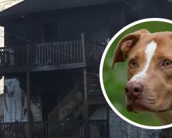 Heroic dog saves 1-year-old baby from house fire