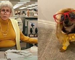 Rescue dogs pay tribute to Jamie Lee Curtis by dressing up as her famous characters
