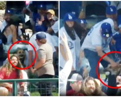 Dog steals the show at MLB game by catching home run ball