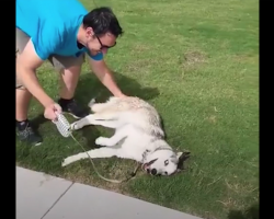 Husky Refuses To Leave The Park, So Dad Has To Pull Out All The Stops
