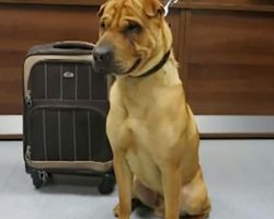 Dog found cruelly abandoned at train station next to a suitcase of belongings