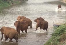 The Herd Sees One Elephant Has Fallen Behind, So They Call Out And Come Running