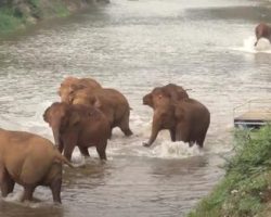 The Herd Sees One Elephant Has Fallen Behind, So They Call Out And Come Running