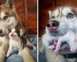 Service dog leads owner into the woods to rescue 7 abandoned kittens – ends up becoming surrogate mom