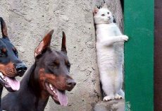Moments of Animal Genius Caught On Camera…
