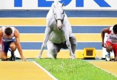 15 Genius Animals Caught On Camera