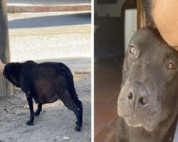 Couple find hungry stray dog on the street, take her home when they see she’s pregnant