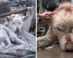Miley the husky dog’s incredible recovery after being found dying on a pile of trash