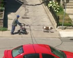Off-Leash Dog Patiently Waits For His Elderly Owner During Walk